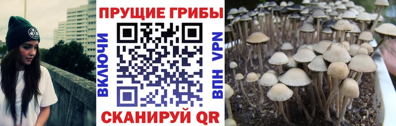 даркнет сайт  Куртамыш  Псилоцибиновые грибы GOLDEN TEACHER 